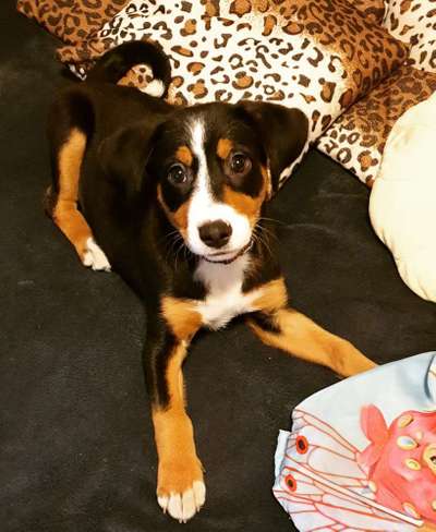 Welpen Bilder !-Beitrag-Bild