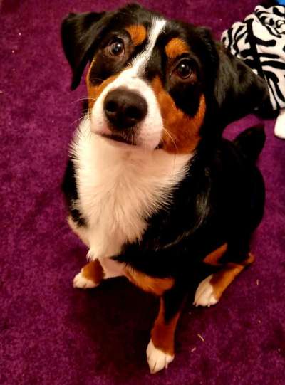 Appenzeller Sennenhunde-Beitrag-Bild