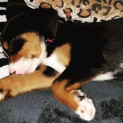 Welpen Bilder !-Beitrag-Bild