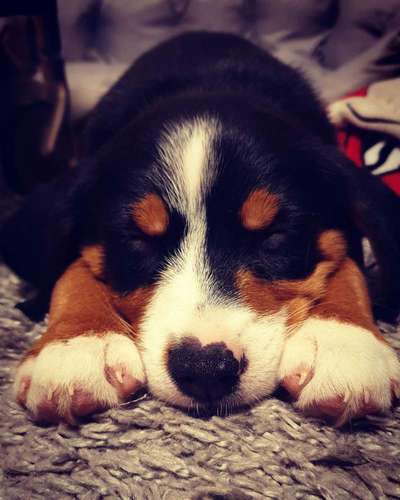 Welpen Bilder !-Beitrag-Bild