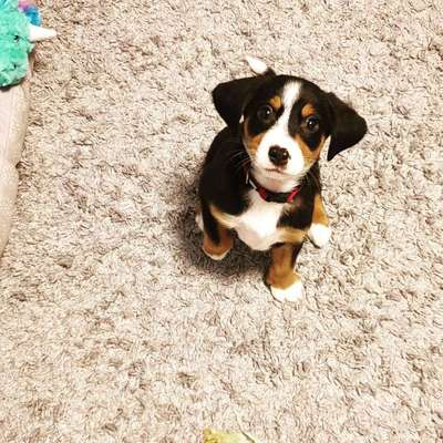 Welpen Bilder !-Beitrag-Bild