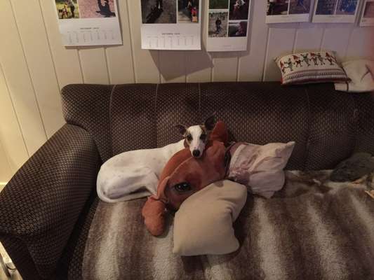 Windhunde - Treffen der besonderen Schönheiten
HERZLICH WILLKOMMEN-Beitrag-Bild