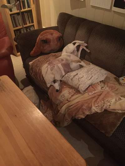 Windhunde - Treffen der besonderen Schönheiten
HERZLICH WILLKOMMEN-Beitrag-Bild