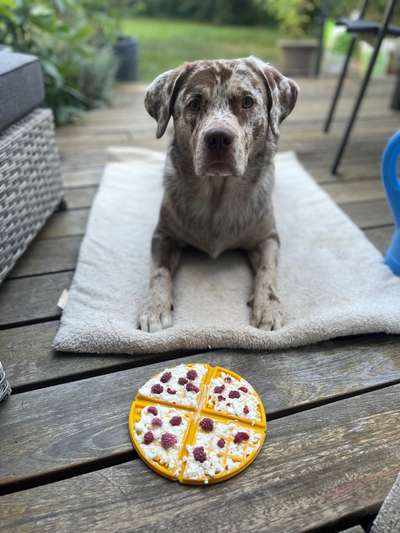 Hundetreffen-Suche Spielkameraden-Bild