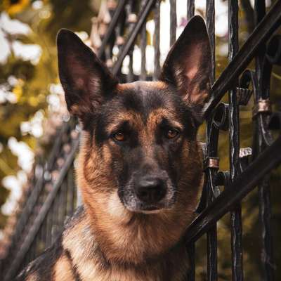 Hundetreffen-Gassi an der Leine-Bild