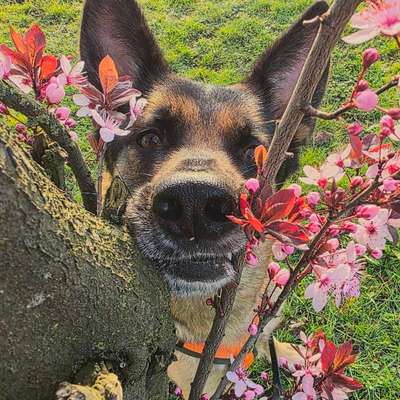 Hundetreffen-Gassi an der Leine-Bild