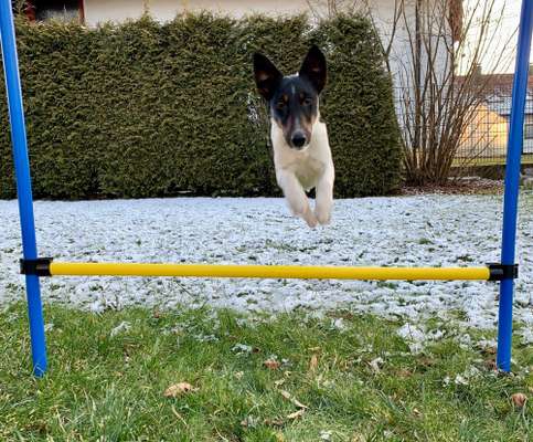 61. Handyfotochallenge - der springende Hund-Beitrag-Bild