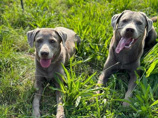 Hundetreffen-Spielrunden / Spaziergänge-Bild