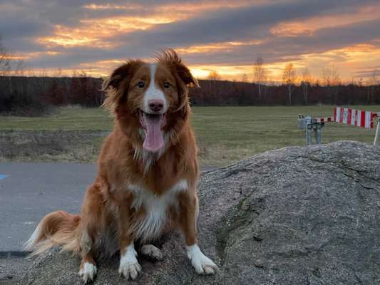 Nova Scotia Duck Tolling Retriever-Beitrag-Bild