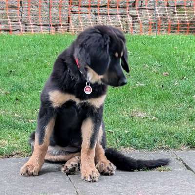 Hundetreffen-Welpengruppe-Bild