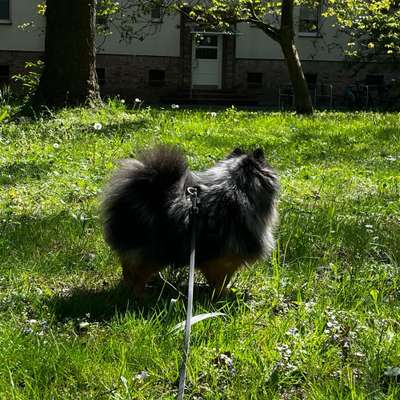 Hundetreffen-Social Walk /Hundebegegnungen in Tempelhof-Bild