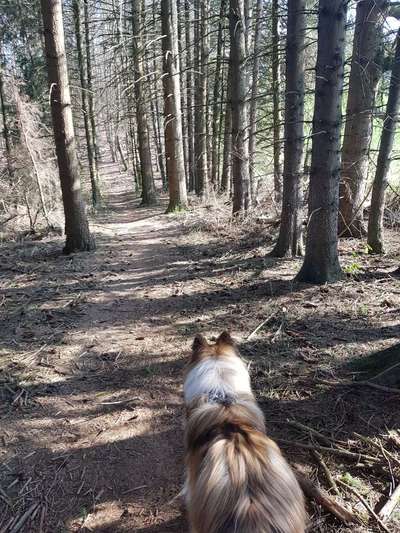 Wald Bild-Beitrag-Bild