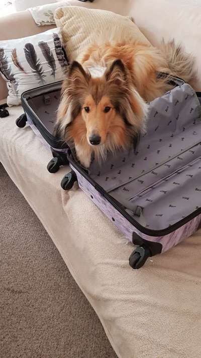 Dogorama Photo Challenge - Tierischer Urlaub-Beitrag-Bild