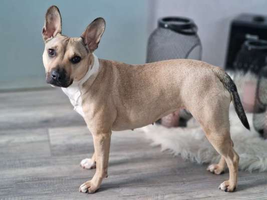 Hundetreffen-Powerpaket sucht jemanden zum spielen-Bild