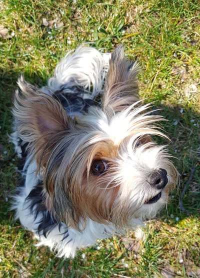 CHALLENGE NR. 19 - Der Hundeblick-Beitrag-Bild