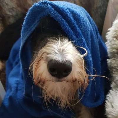 Zeige das lustigste Bild eures Hundis-Beitrag-Bild