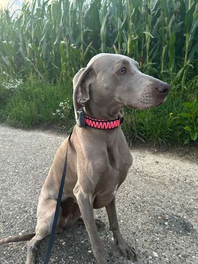 Nicht ganz alltägliche Hundenamen.
Wie kreativ wart ihr?-Beitrag-Bild