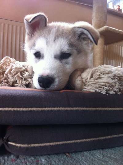 Hunde Porträt (Portrait) Galerie....-Beitrag-Bild