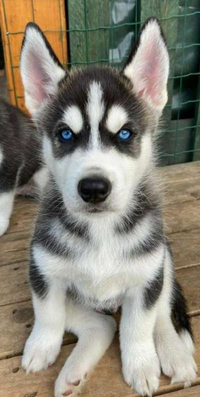 Hunde Porträt (Portrait) Galerie....-Beitrag-Bild