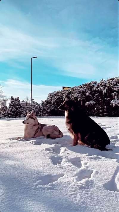 Unsere Fellnasen im Regenbogenland-Beitrag-Bild