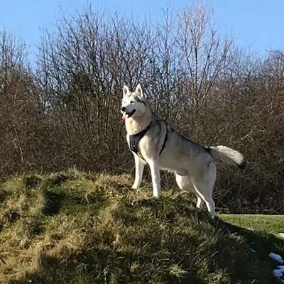 Husky-Beitrag-Bild