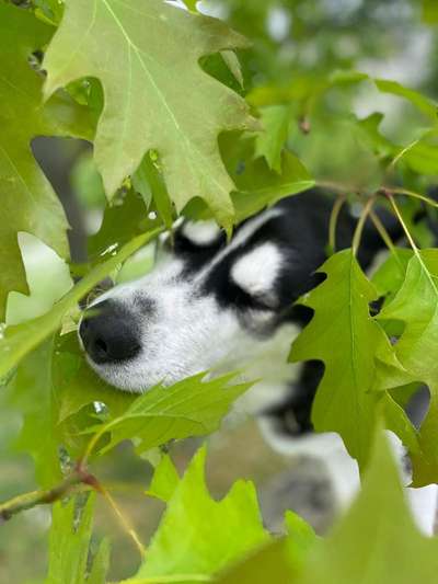 Hunde Porträt (Portrait) Galerie....-Beitrag-Bild