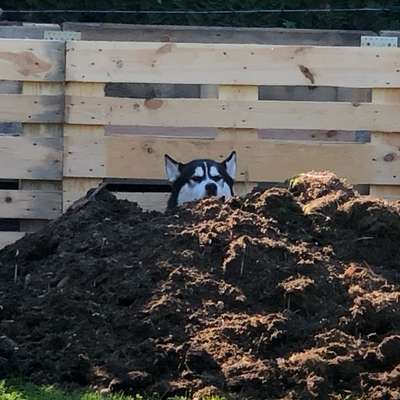 Welche besondere Angewohnheiten haben eure Hunde?-Beitrag-Bild