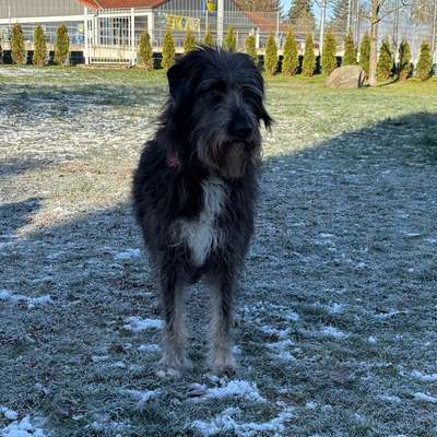 Wie kann man den Hunden im Ausland helfen ?  Stichwort Adoption !-Beitrag-Bild