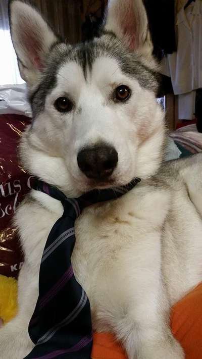 Hunde Porträt (Portrait) Galerie....-Beitrag-Bild