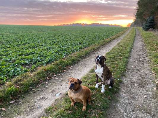 Die Dogorama Kalender Challenge Titelbild-Beitrag-Bild