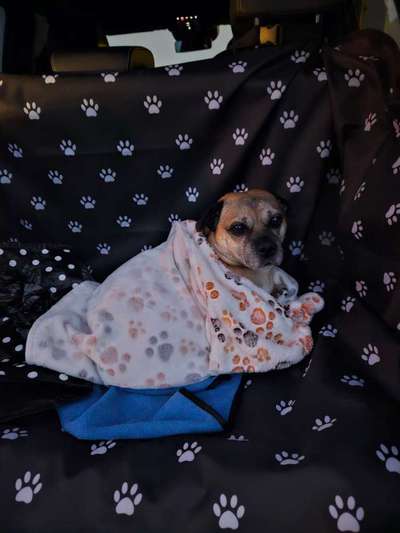 Foto Challenge Thema "Hunde im Auto"-Beitrag-Bild