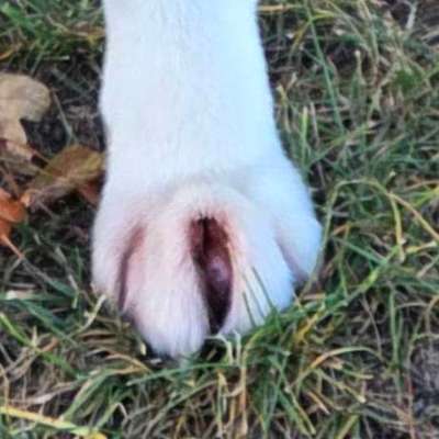 Akita Inu/American Akita (Mix) halter.-Beitrag-Bild