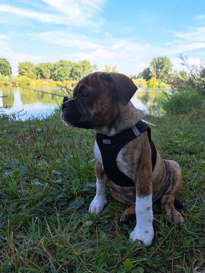 Dogorama Photo Challenge - Märchenwald-Beitrag-Bild