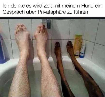 Hunde Memes-Beitrag-Bild