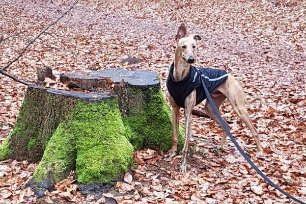 Hund und Natur-Beitrag-Bild