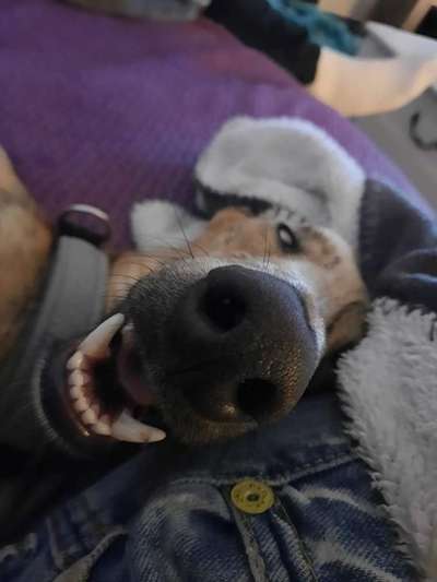 Zeige das lustigste Bild eures Hundis-Beitrag-Bild