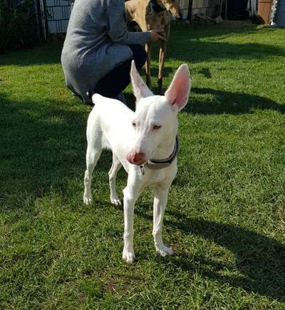 Podencomischling oder Podenco-Beitrag-Bild