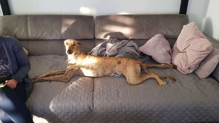 Du weißt, du hast einen Hund wenn...-Beitrag-Bild