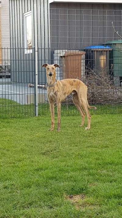 Windhunde - Treffen der besonderen Schönheiten
HERZLICH WILLKOMMEN-Beitrag-Bild