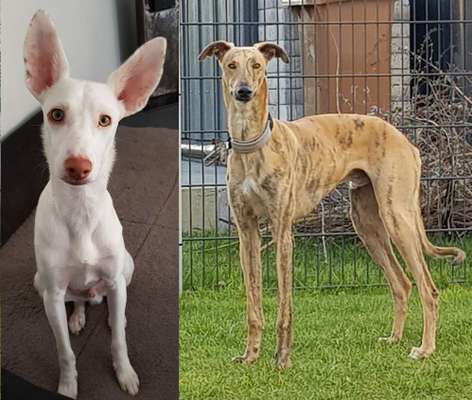 Hund aus dem Spanischen Tierschutz-Beitrag-Bild