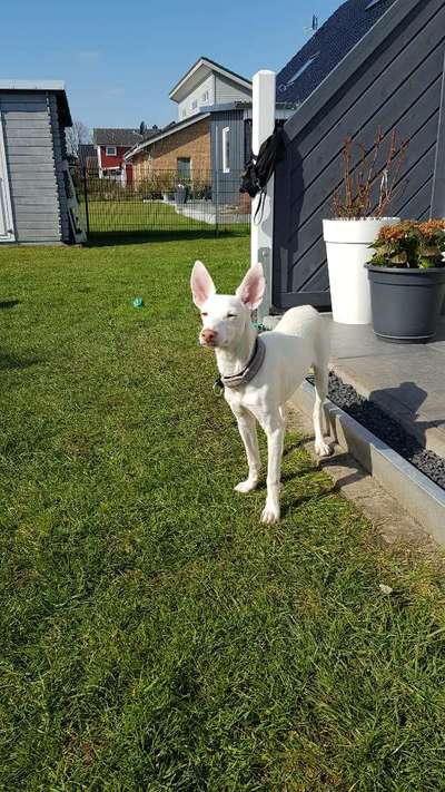 Als Welpen sind sie alle noch süßer-Beitrag-Bild