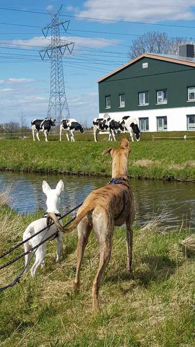 Hund und Natur-Beitrag-Bild