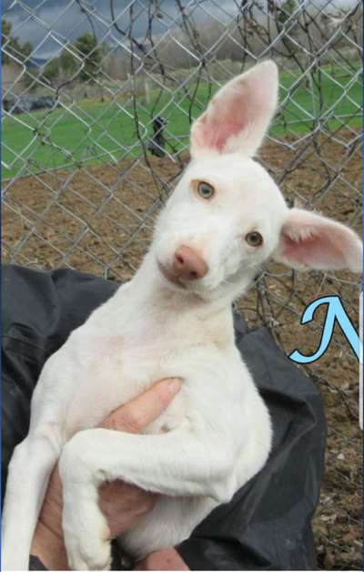 Windhunde - Treffen der besonderen Schönheiten
HERZLICH WILLKOMMEN-Beitrag-Bild