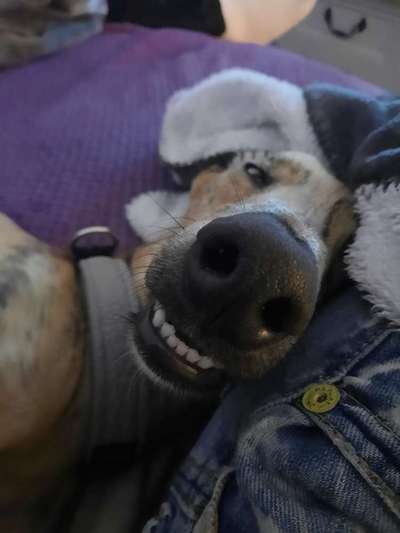 Zeigt her eure Hundenasen-Beitrag-Bild