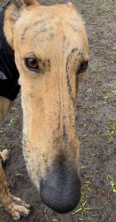 Zeigt her eure Hundenasen-Beitrag-Bild