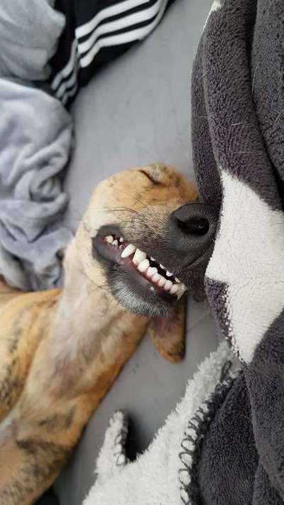 Zeige das lustigste Bild eures Hundis-Beitrag-Bild