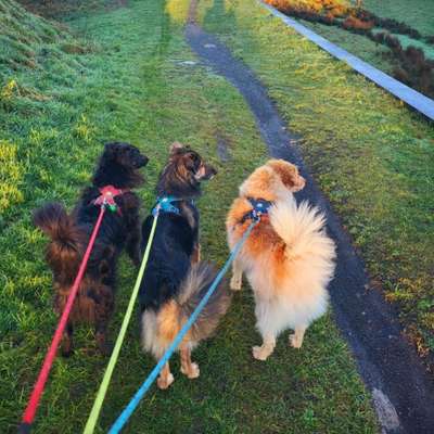 Hundetreffen-Gemeinsame Spaziergänge und Wanderungen-Bild