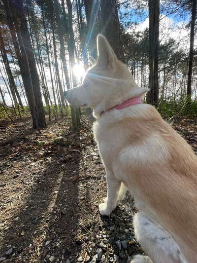 Hundetreffen-Große/r Spielgefährte/in gesucht!-Bild