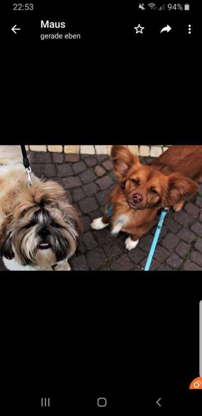 Bester Freund, Hundekumpel - zeigt her!-Beitrag-Bild