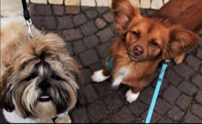 Bester Freund, Hundekumpel - zeigt her!-Beitrag-Bild